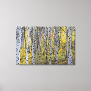 Toile Bosquet de trembles en couleur d'automne maximale 