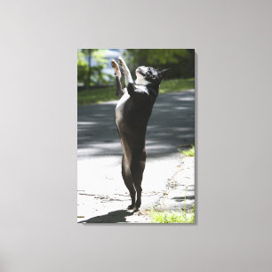 Toile Boston Terrier 2