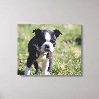 Toile Boston Terrier Puppy