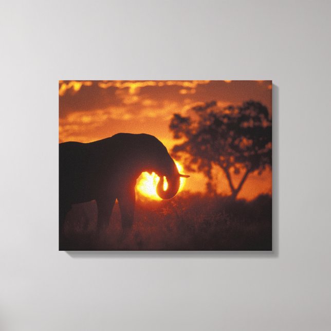 Toile Botswana, parc national de Chobe, éléphant mâle (Recto)