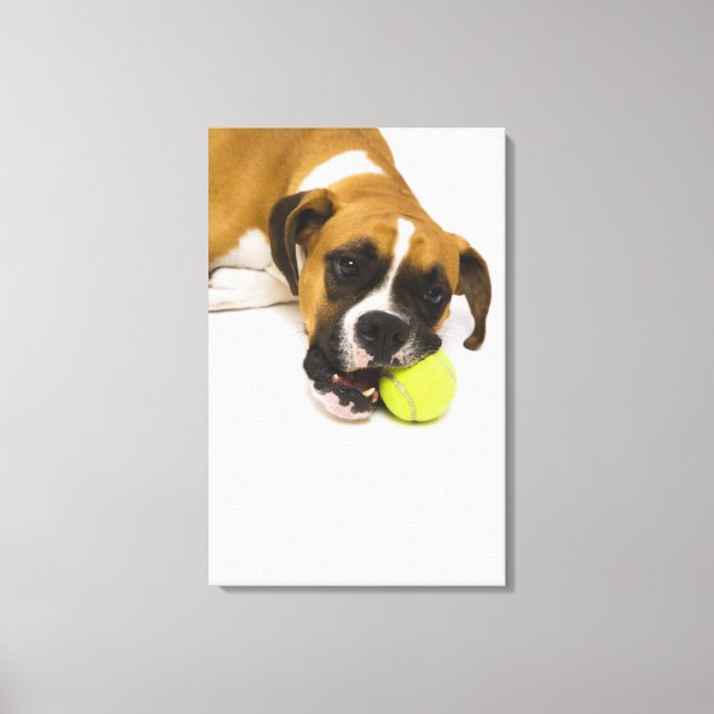 Toile Boule de tennis de chien (Recto)