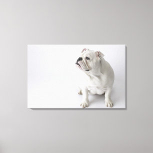 Toile Bouledogue anglais blanc