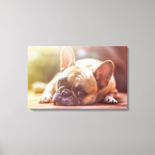 Toile Bouledogue français