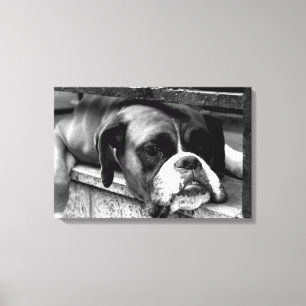 Toile Boxer Dog On Windowsill 24x16 (60x40cm) waccnm