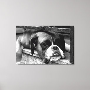 Toile Boxer Dog On Windowsill 36x24 (90x60cm) waccnm