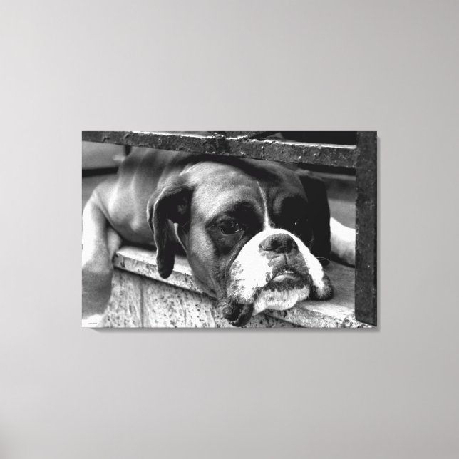 Toile Boxer Dog On Windowsill 36x24 (90x60cm) waccnm (Recto)
