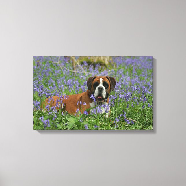 Toile Boxer Laying in Bluebells (Recto)