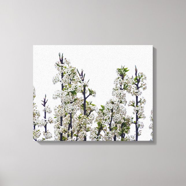 Toile Bradford Pear Blossoms (Recto)