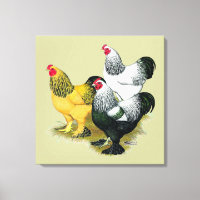 Brahmas Three Roosters
