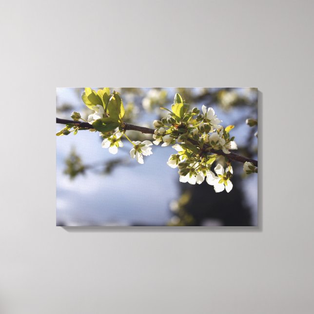 Toile branche de floraison de cerisier blanc ressort (Recto)