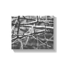 Branches avec épines