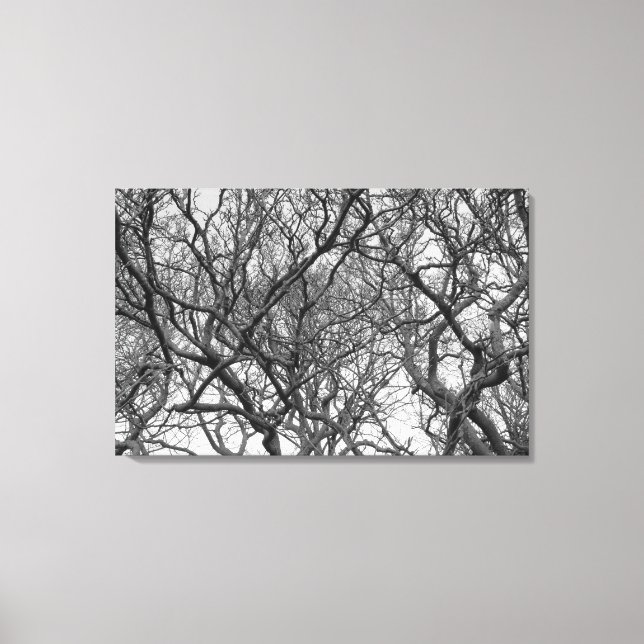 Toile Branches de Magnolia d'hiver au début du printemps (Recto)