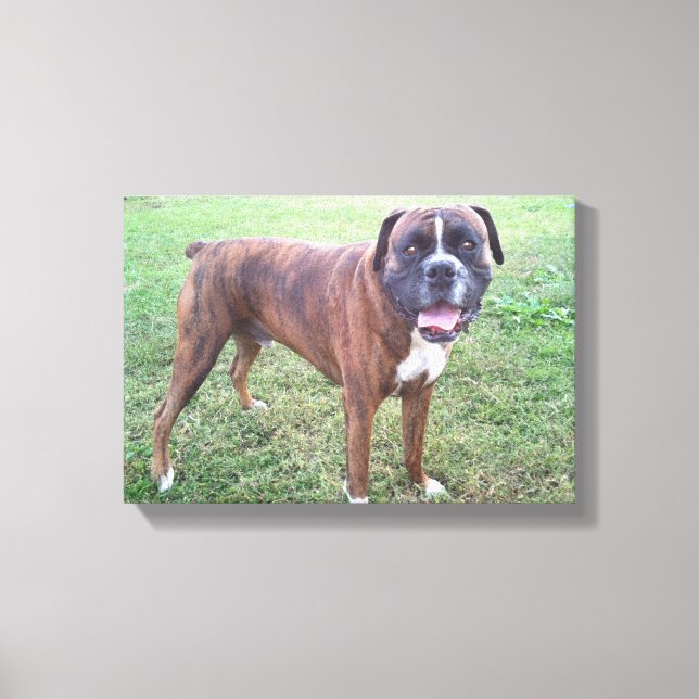 Toile Brindle Boxer Chien Photo Mur Canvas (Recto)