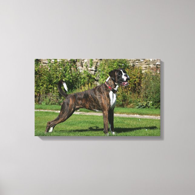 Toile Brindle Boxer Dog Show Stance (Recto)