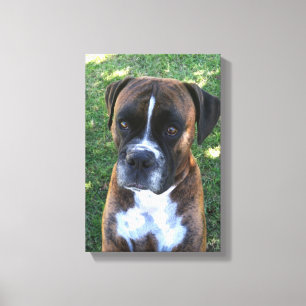 Toile Brindle de mur de photo de chien de boxeur