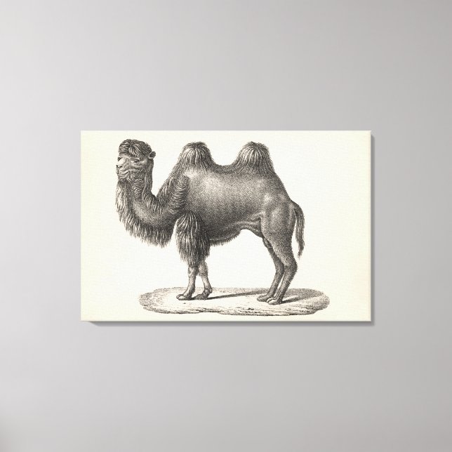 Toile Brodtmann Camel Sketch (Recto)