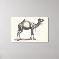 Brodtmann Dromedary Camel croquis
