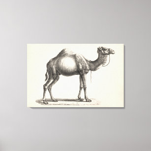 Toile Brodtmann Dromedary Camel croquis