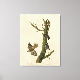 Toile Brown Creeper, Pygmy Nuthatch des oiseaux d'Audubo