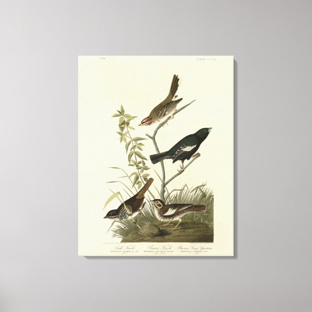Toile Bruants, Bruants de Lark, Oiseaux d'Amérique d'Aud (Recto)
