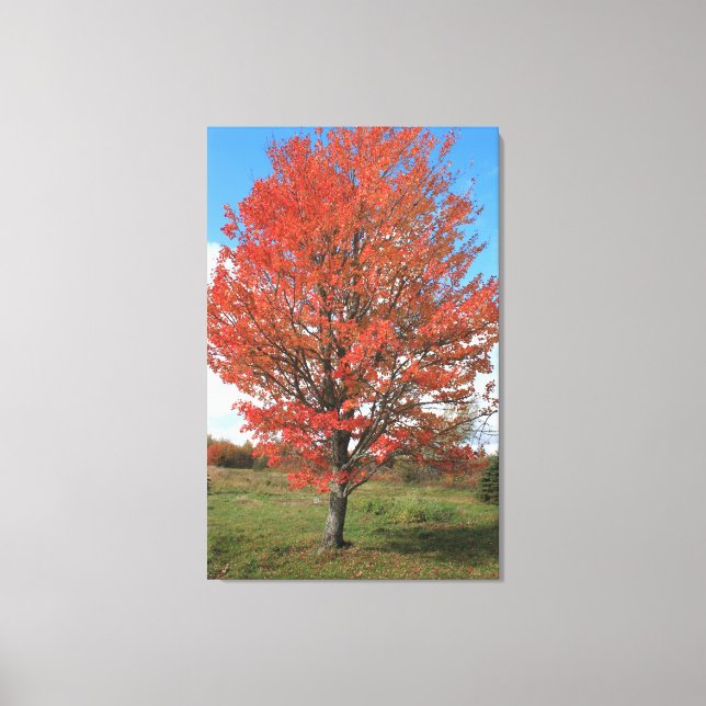 Toile Brûler l'érable rouge à l'automne (Recto)