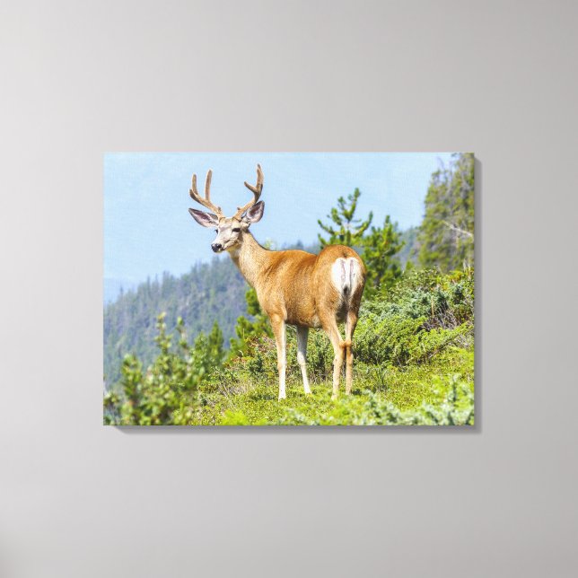 Toile Buck (Recto)