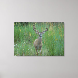 Toile Buck blanc en champ d'été