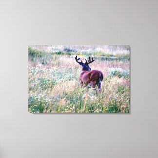 Toile Buck blanc (retour) dans le champ d'été