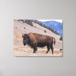 Toile Buffalo Bison American Wildlife