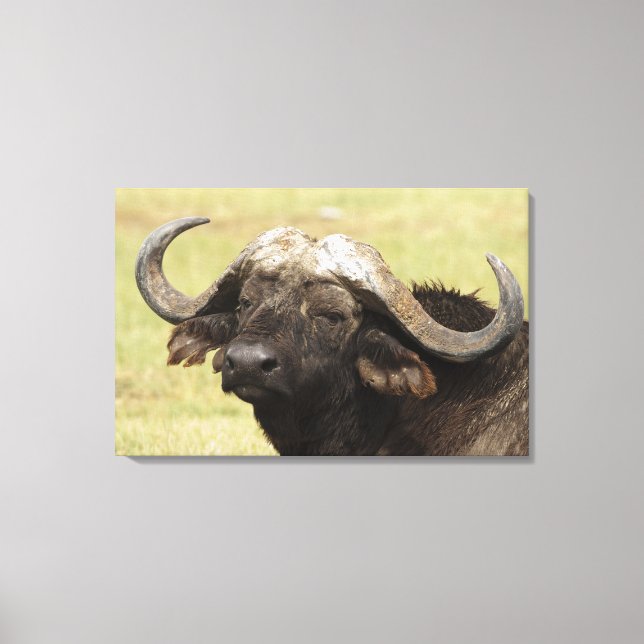 Toile Buffle d'Afrique, Syncerus caffer (Recto)
