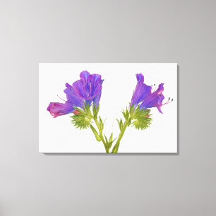 Toile Bugloss pourpre de vipères (plantagineum d'echium