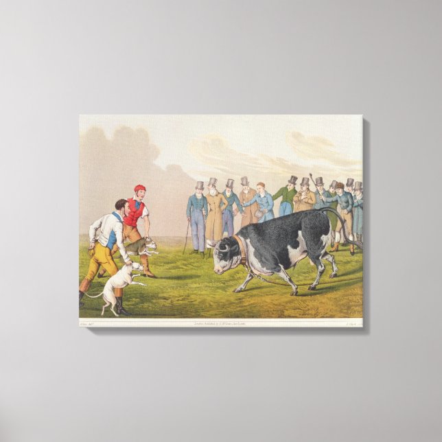 Toile 'Bull Baiting', pub.de Thomas McLean, 1820, (impri (Recto)