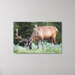 Toile Bull Elk avec bois dans le pâturage de velours