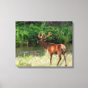 Toile Bull Elk dans la chaîne nationale de bisons, Monta