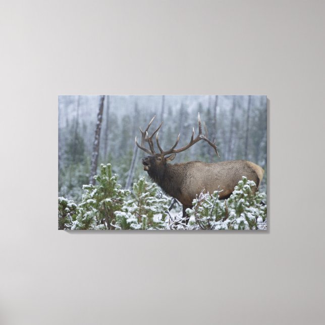 Toile Bull Elk dans l'appel de neige, bourdonnement, Yel (Recto)