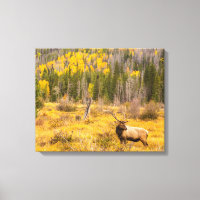 Bull Elk | Rocky Mountain National Park Colorado