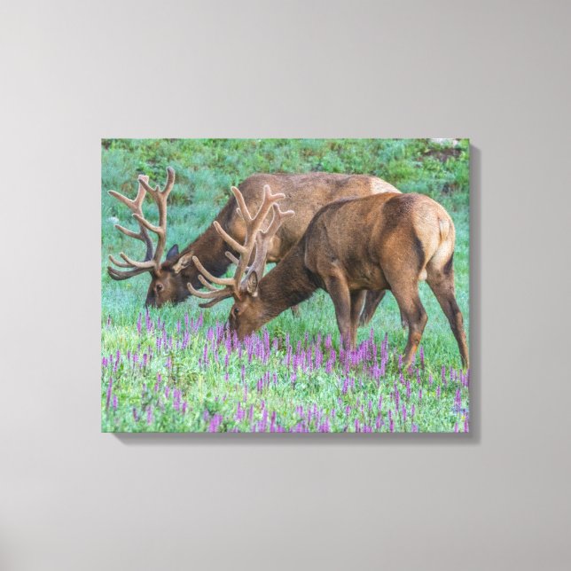 Toile Bull Elks Rocky Mountain National Park, Colorado (Recto)