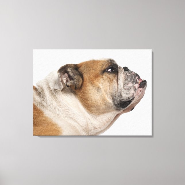 Toile Bulldog anglais (6 ans) (Recto)