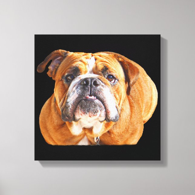 Toile Bulldog Face - Bulldog anglais, Brown (Recto)