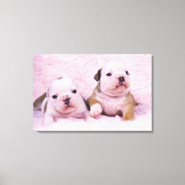 Toile Bulldog ; souvent appelé le Bulldog anglais. est (Recto)