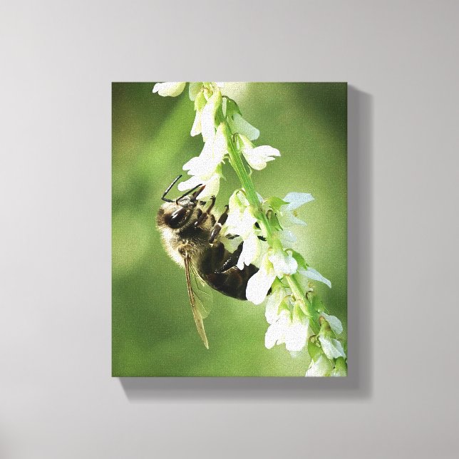 Toile Bumble Bee sur la fleur blanche (Recto)