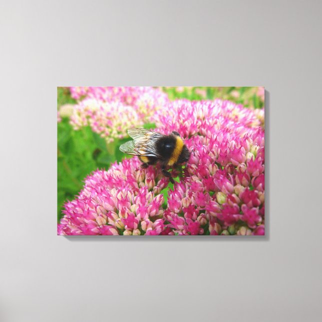 Toile Bumble Bee sur Sedum "Automne Joy" (Recto)