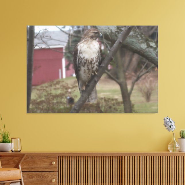 Toile Buse à queue rousse sur grange rouge arbre 60" x 4 (Insitu(Salon))