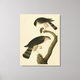 Toile Buse à tête blanche des oiseaux d'Amérique d'Audub