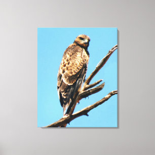 Toile Buse Buse à queue rousse perchée dans un arbre hau