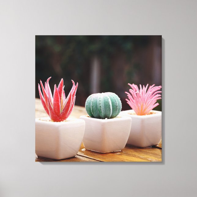 Toile Cactus (Recto)