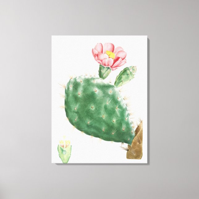 Toile Cactus Cochenillifer, Illustration Antique, 1799  (Recto)