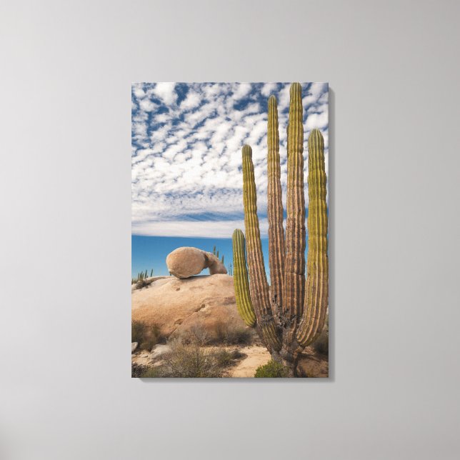 Toile Cactus dans un paysage désertique (Recto)