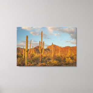 Toile Cactus du Saguaro au coucher du soleil, Arizona