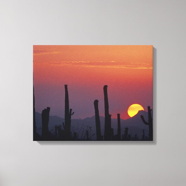 Toile Cactus Saguaro Carnegiea gigantea), Coucher de sol (Recto)
